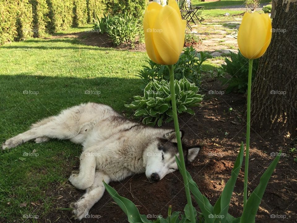 Yellow tulips 