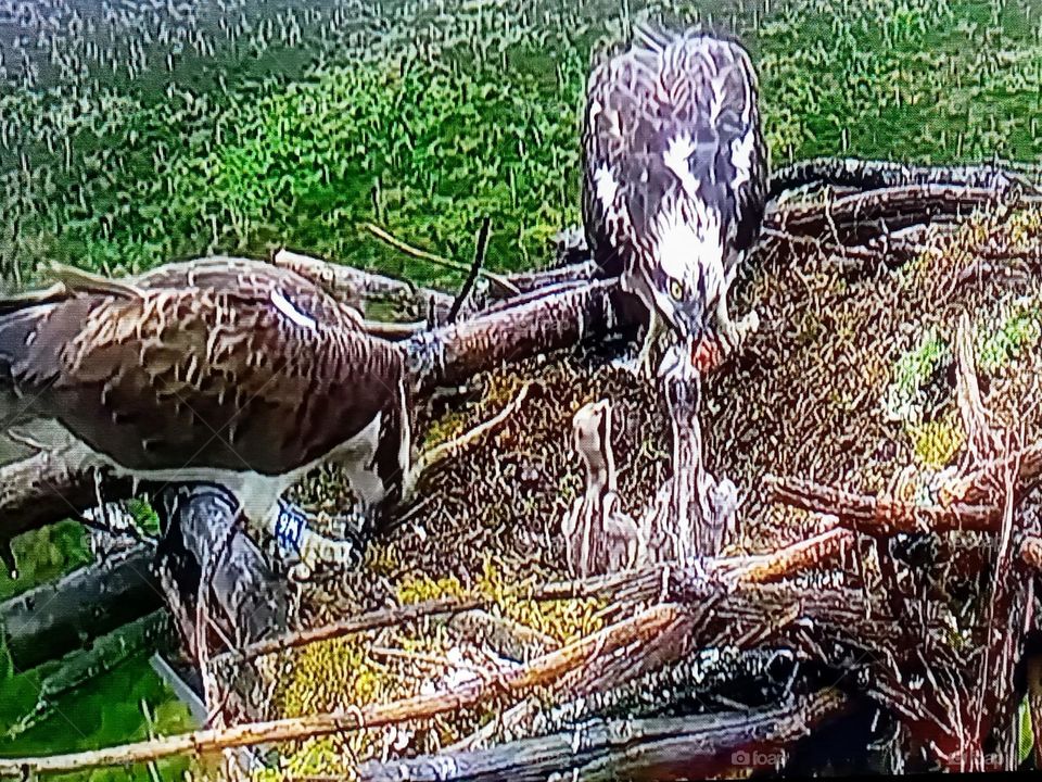 two birds photography