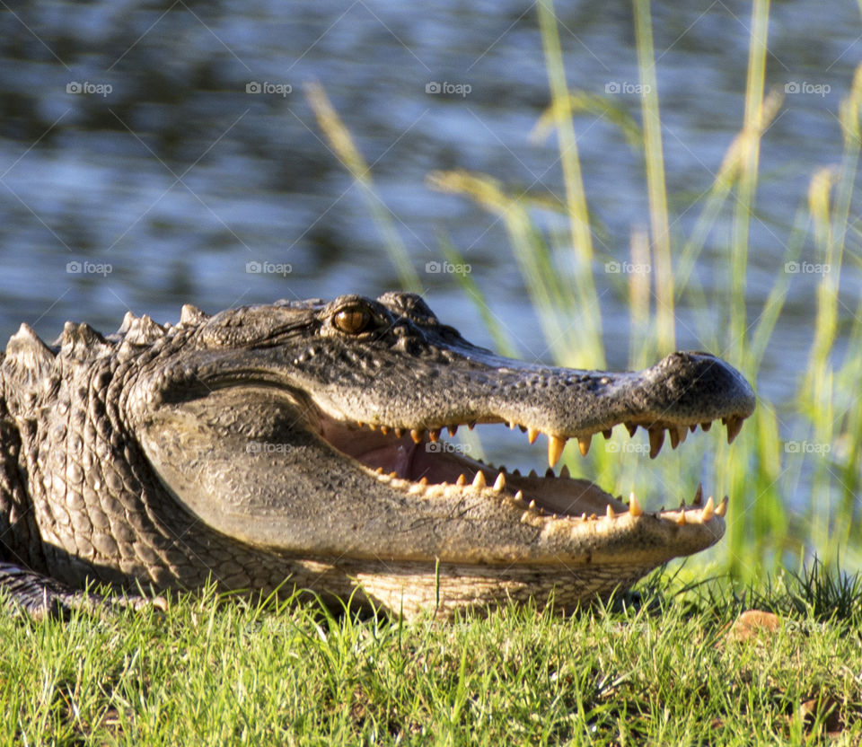 Alligator in North Carolina