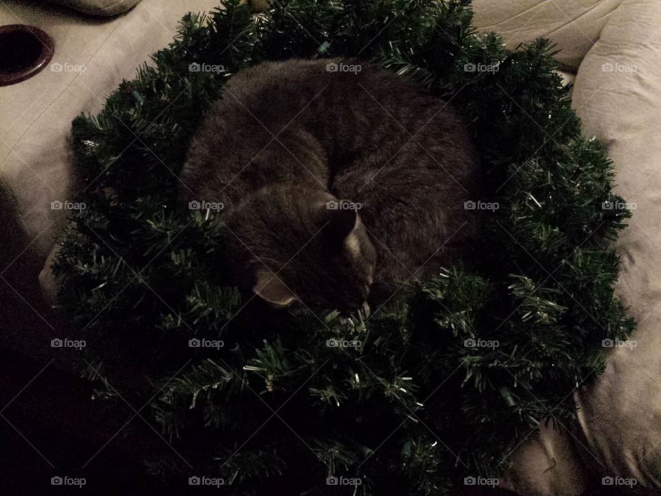Cat in a Wreath