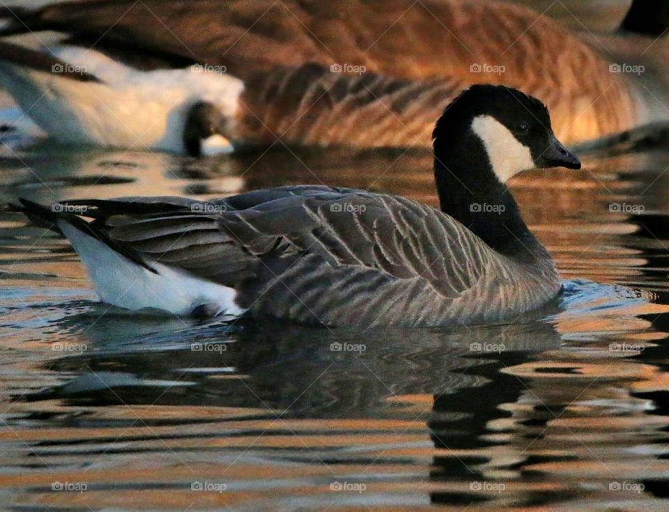 Cackling Goose Beside Canada Goose