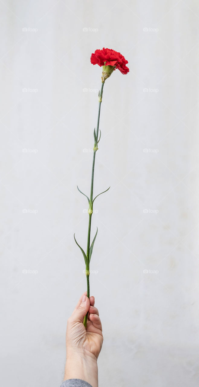 A hand And a red flower 