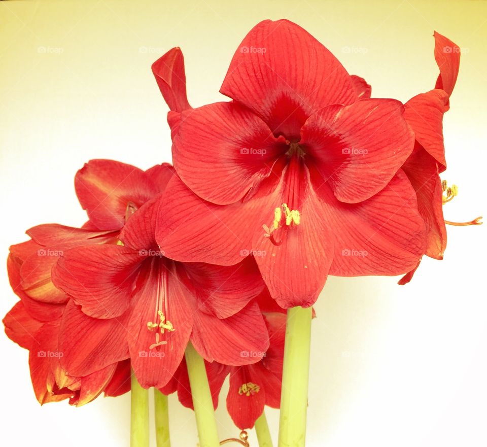 Amaryllis . Amaryllis 
