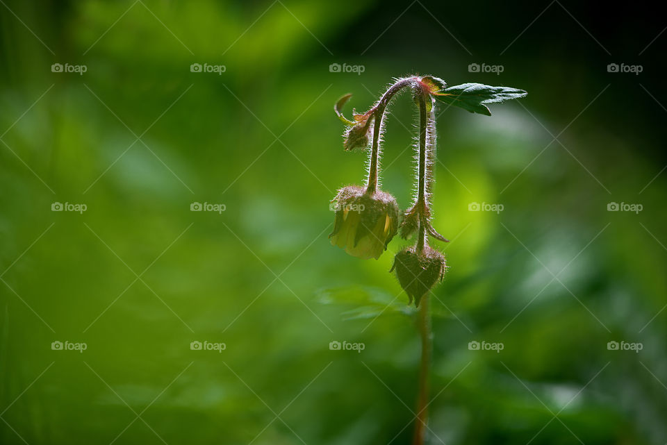 Green nature background