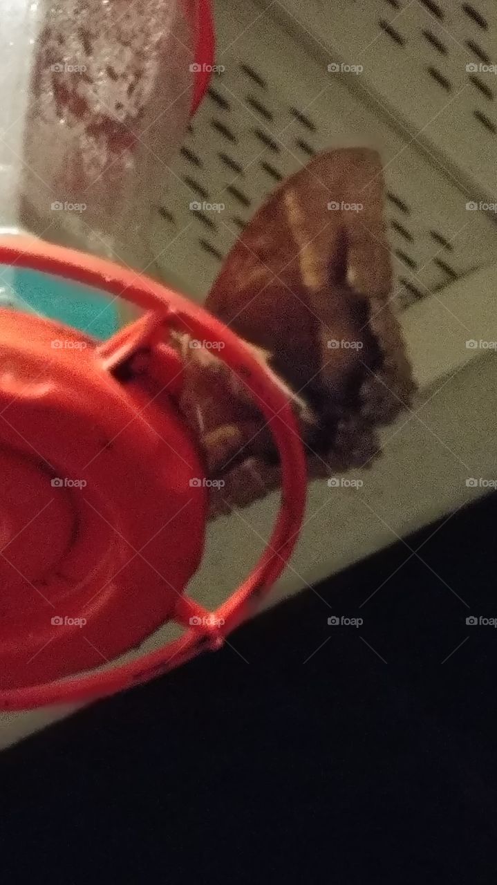 black witch moth on the feeder