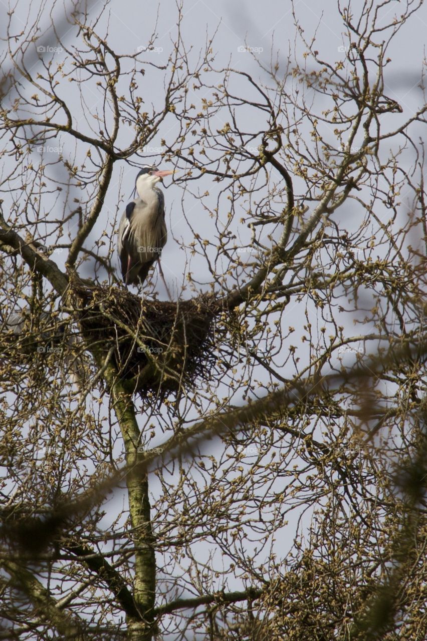 Gray heron perching on tree