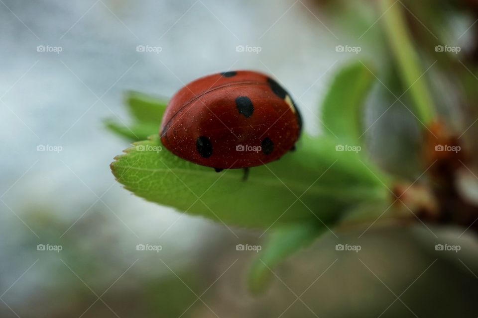 Ladybug