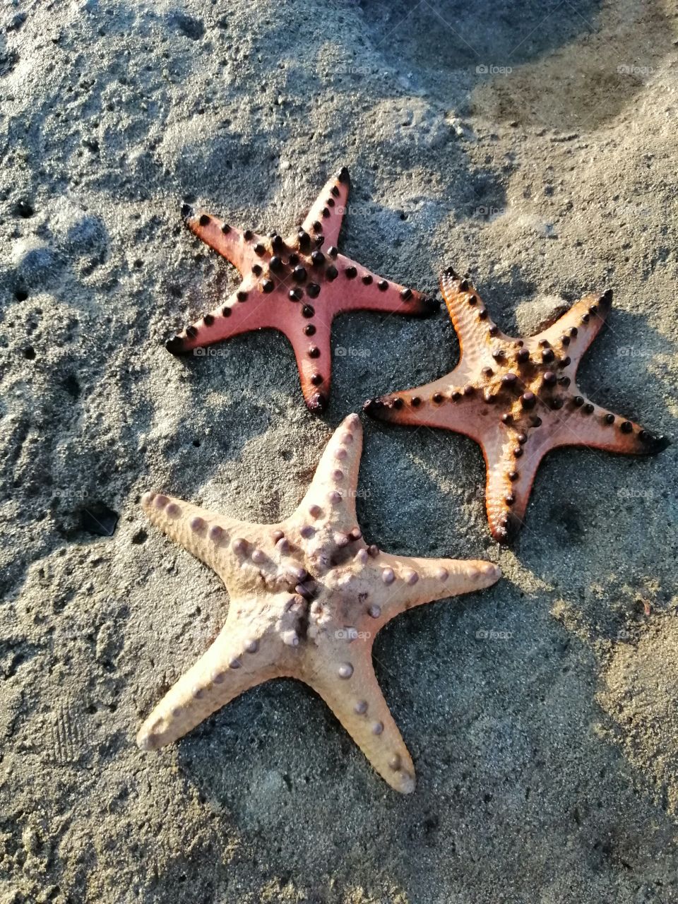 Starfish by the seashore.