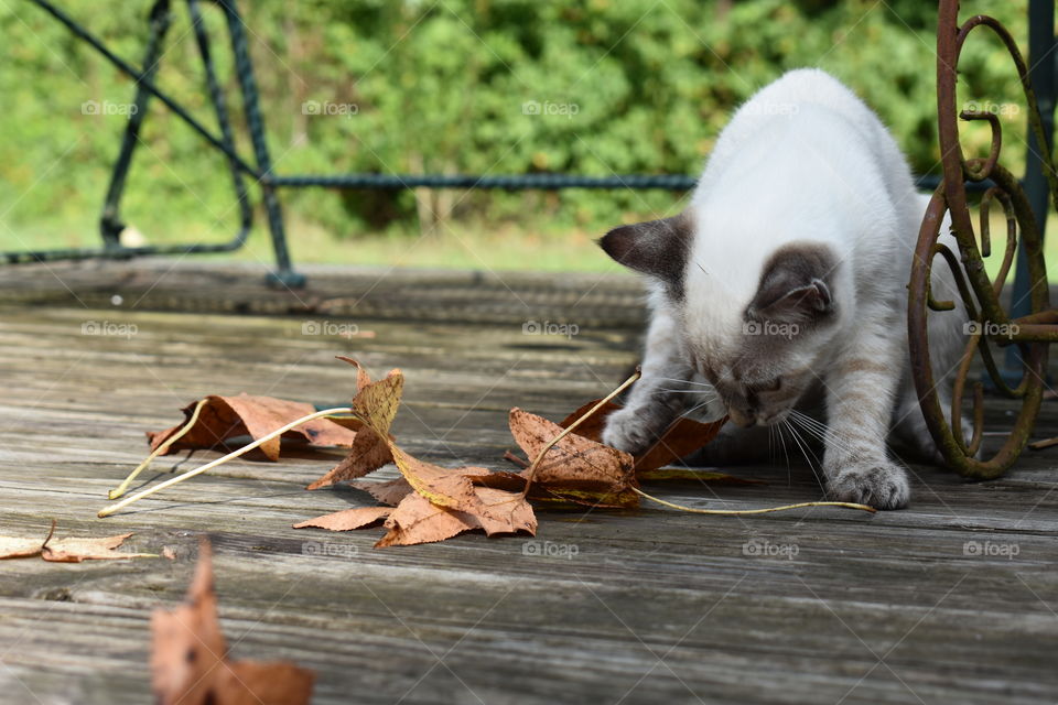 Kitty playing with leaves on the porch