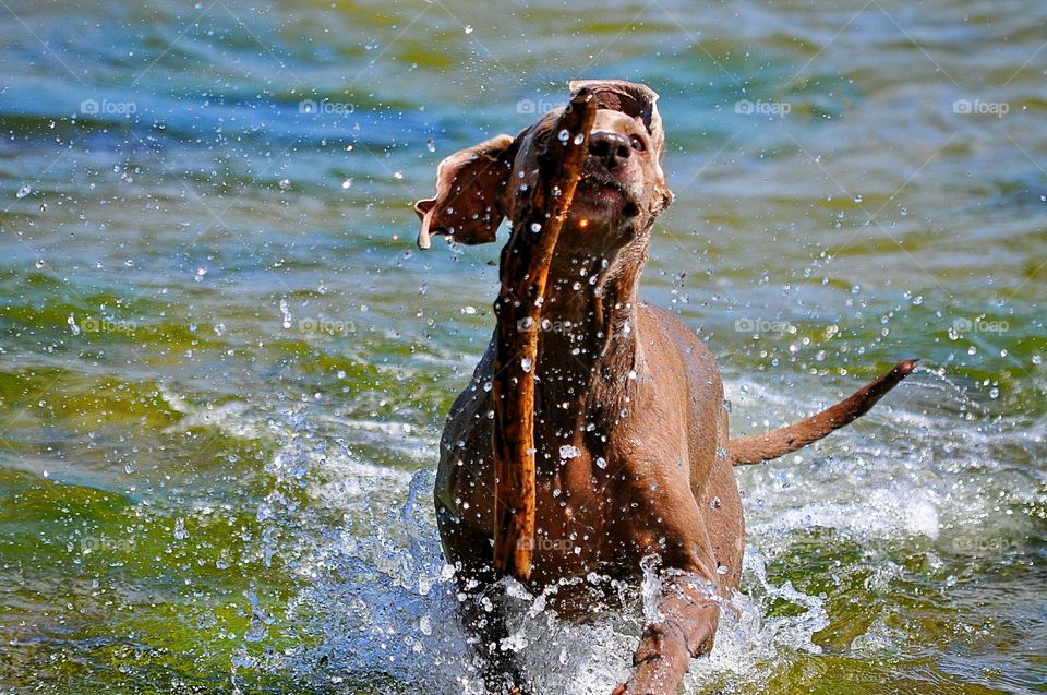 cute funny dog playing with a stick in the baltic sea