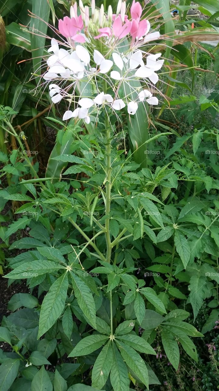 late summer bloom. Garden park, 80 / 90