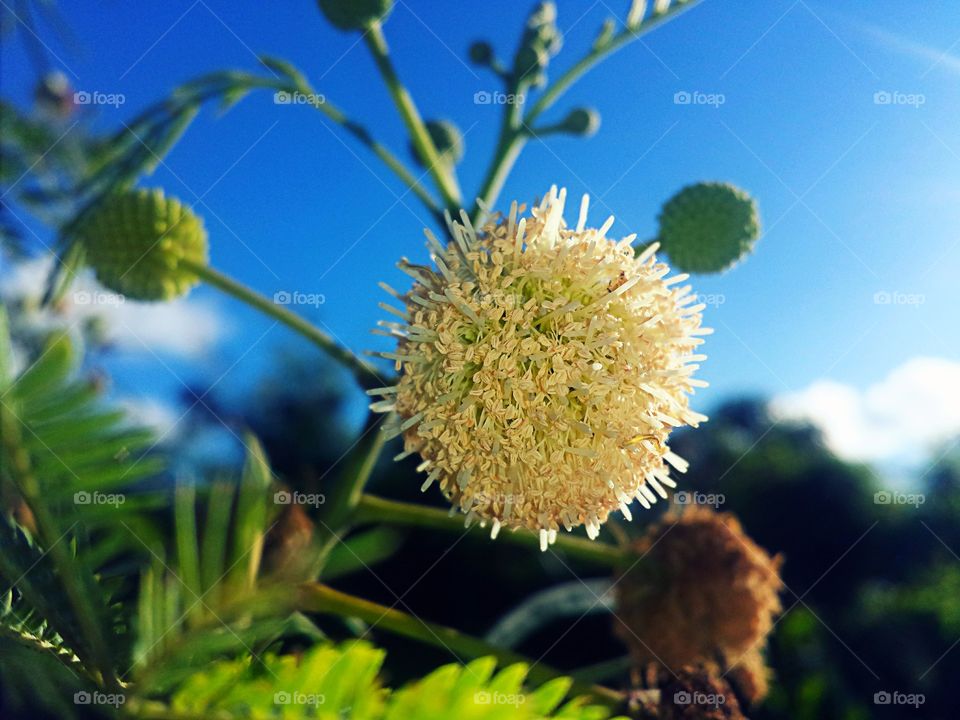 Close-up of a flower in bloom