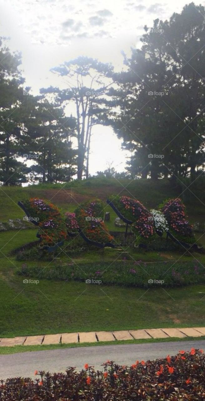 Đôi Bướm Hoa Đà Lạt.