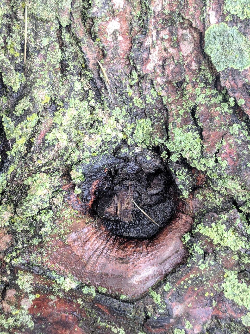 Tree Knot