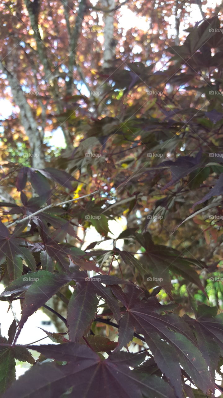 purple leaves