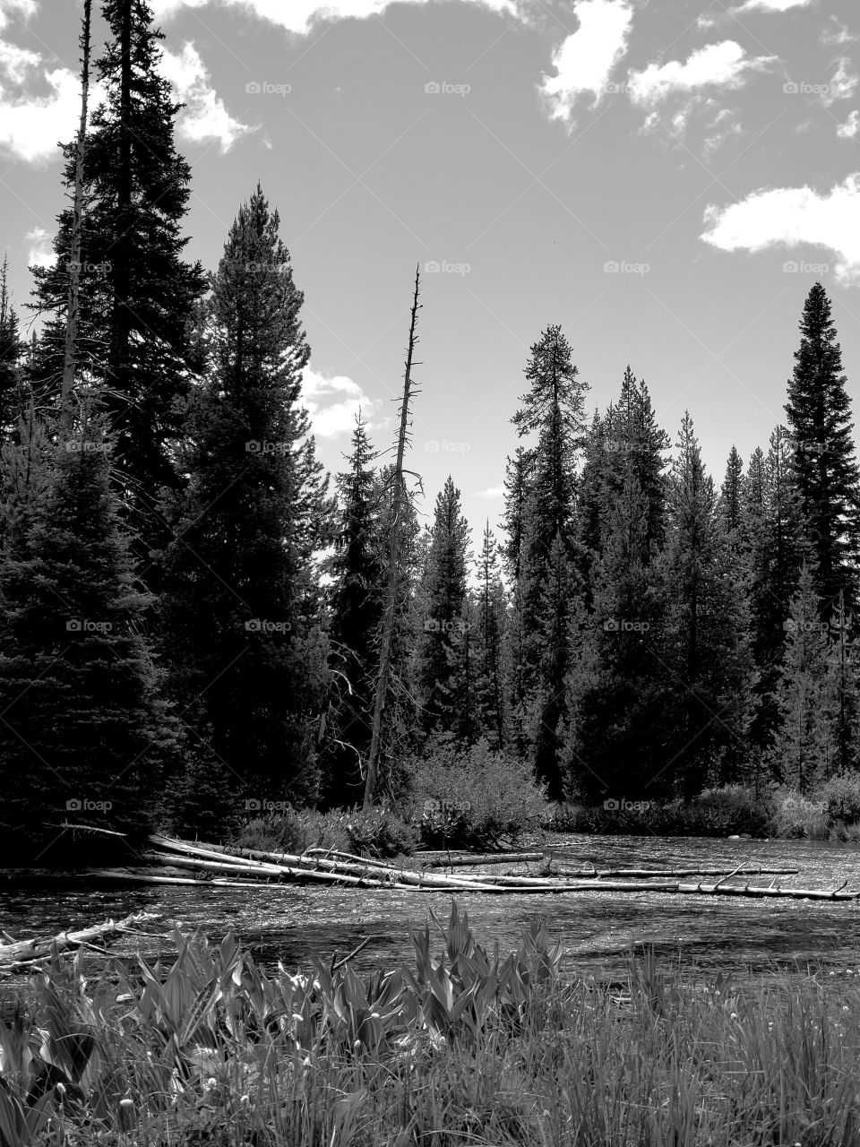 The Deschutes River near its headwaters on a sunny spring day