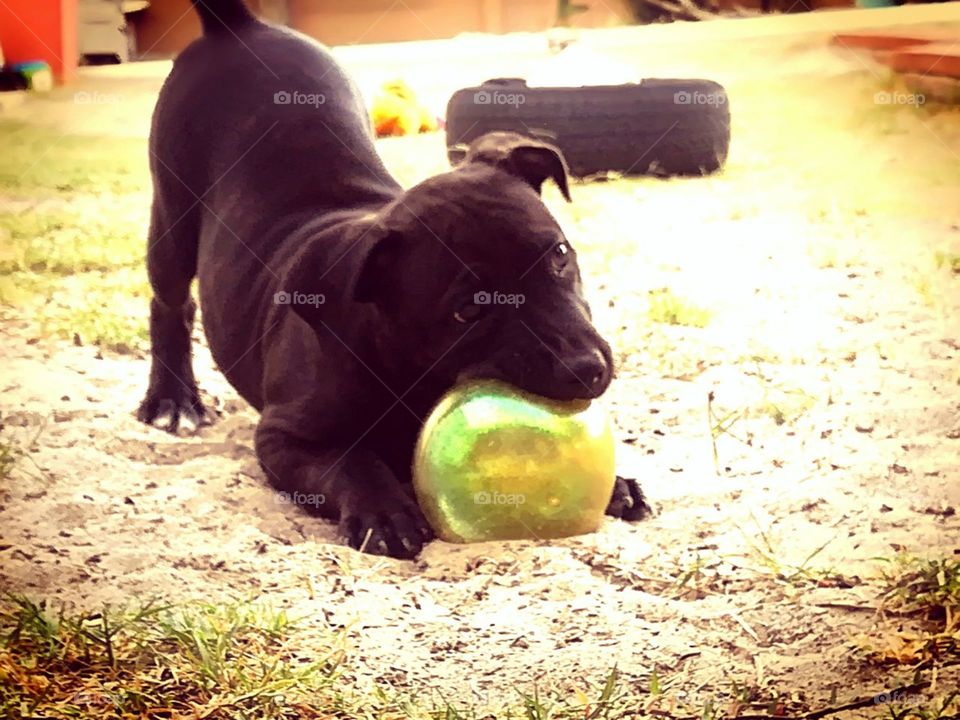 Staffie Playing