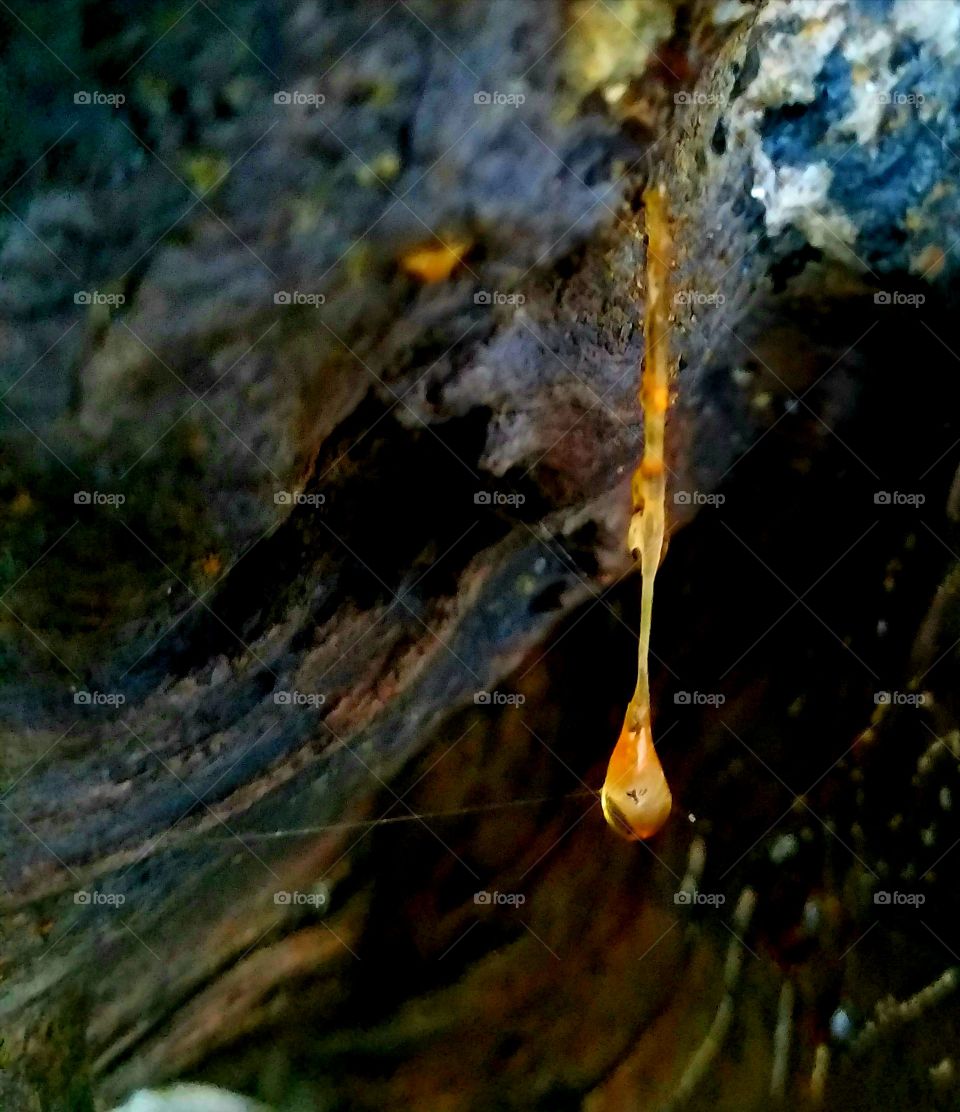 amber drop on wood during the rain.