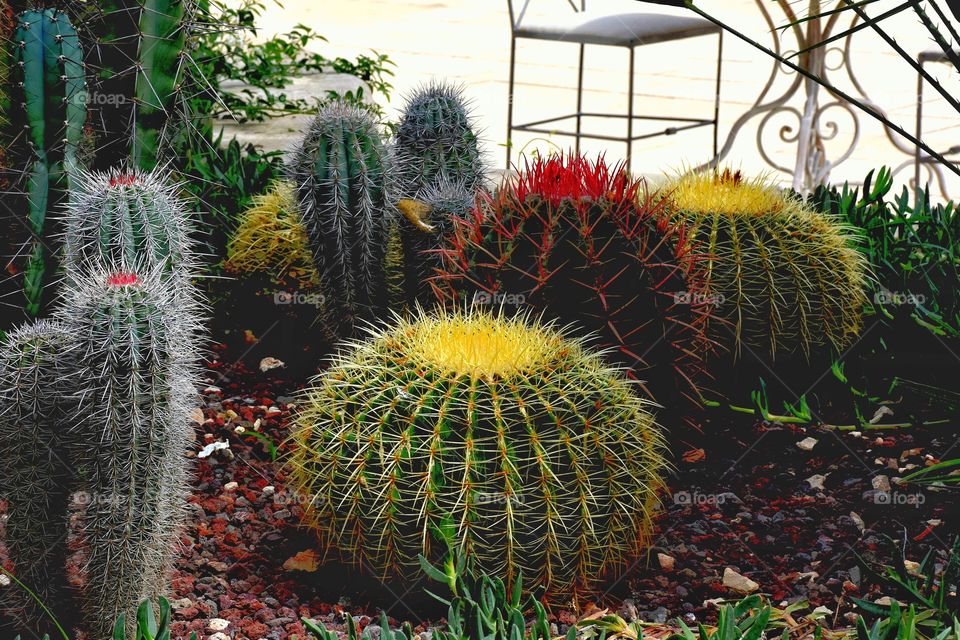 Cactus 