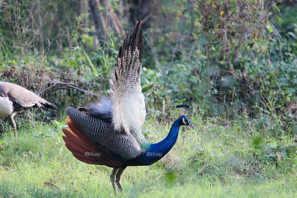 Peacocks walking in the garden