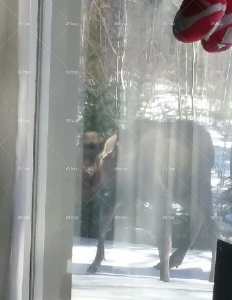 baby moose outside the window