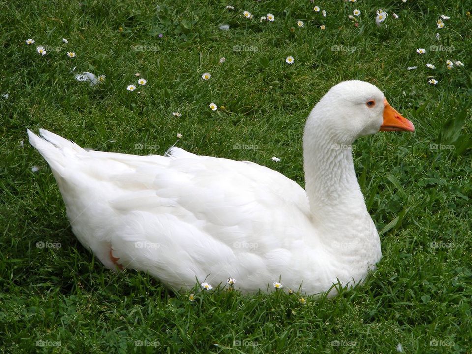 A white duck in the field
