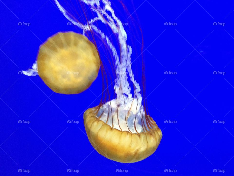 Jellyfish, Underwater, Desktop, Fish, Ocean