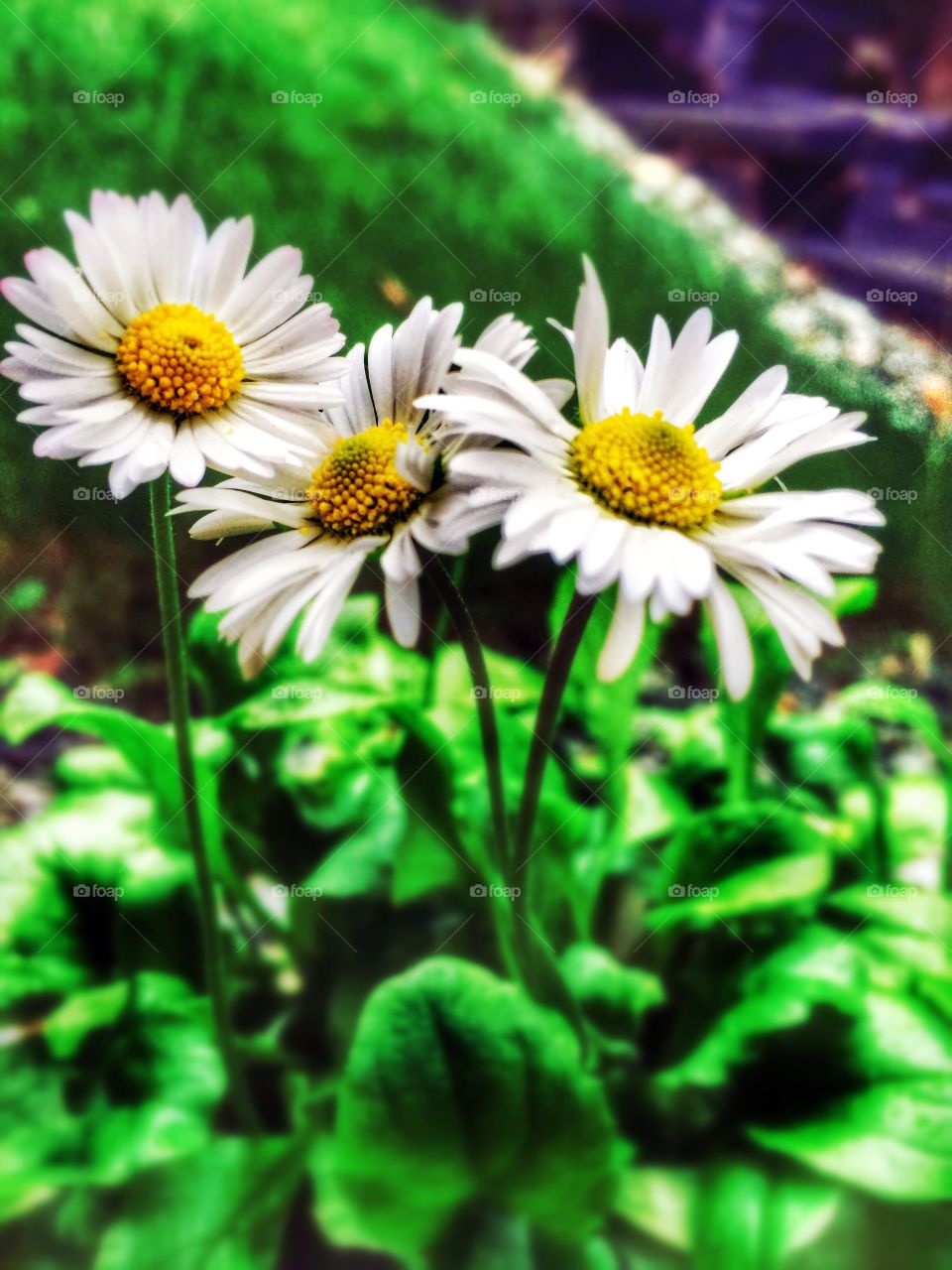 Daisies 