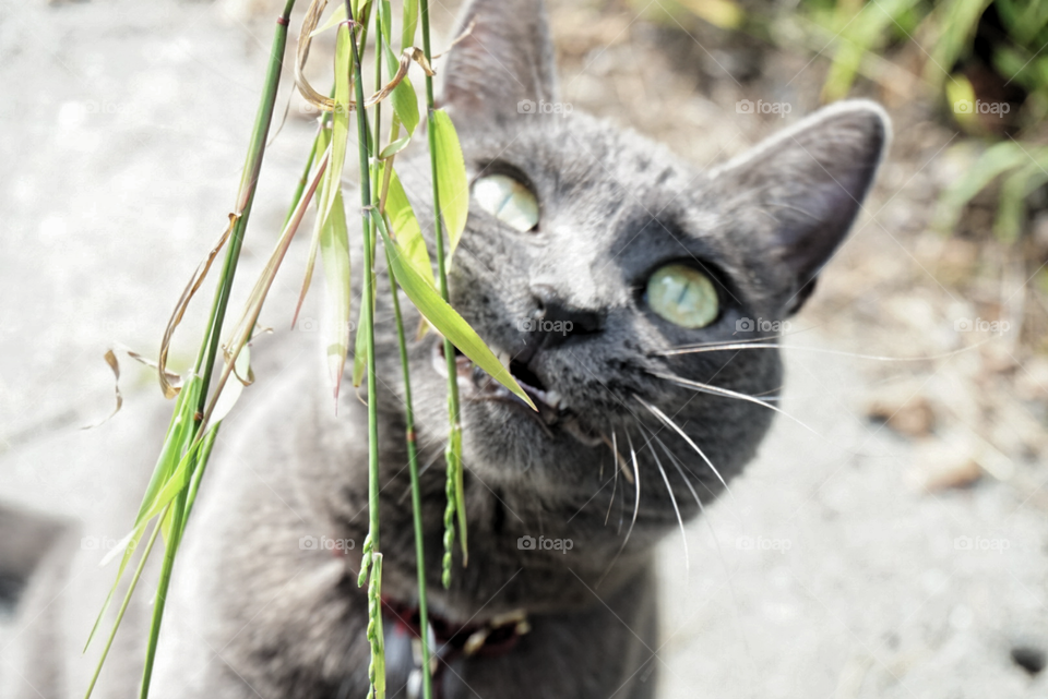 A playful Cat