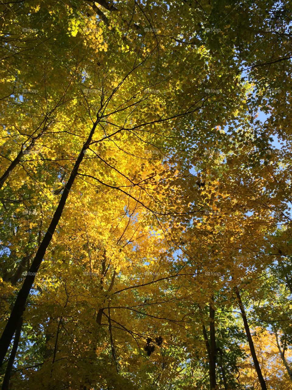 Ohio fall leaves 