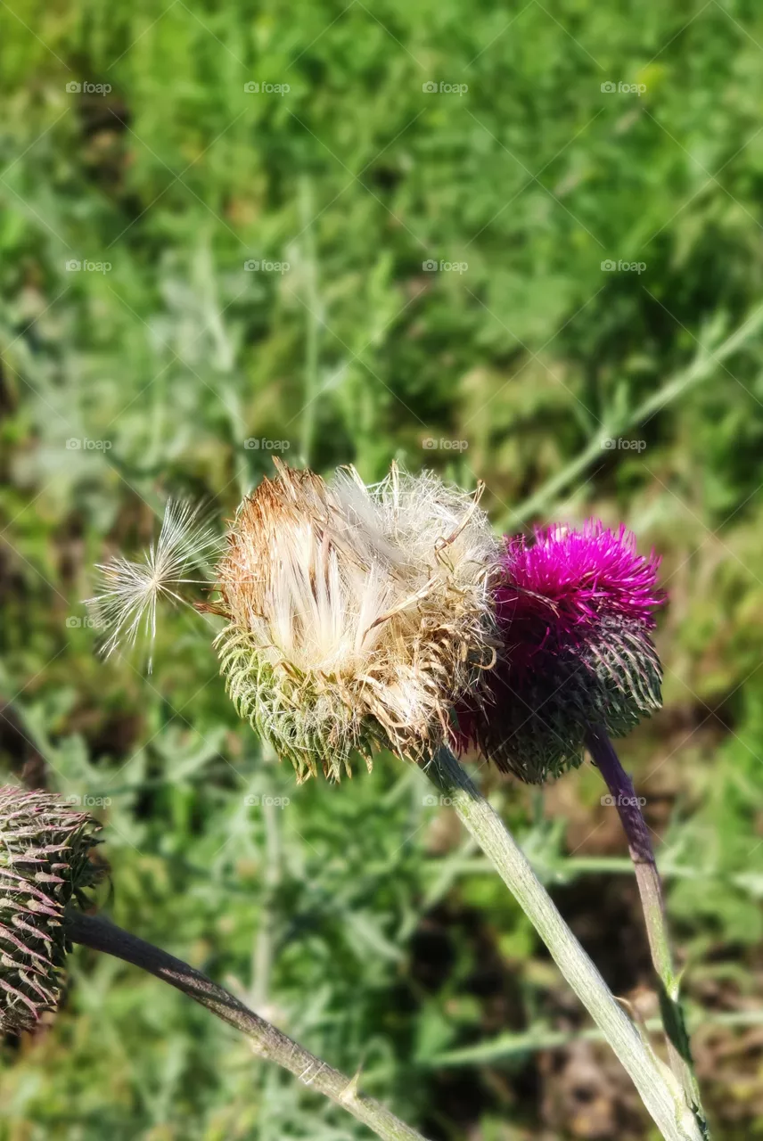 flower