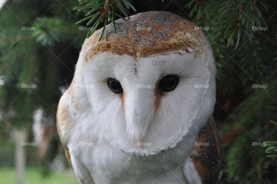 Beautiful barn owl close up