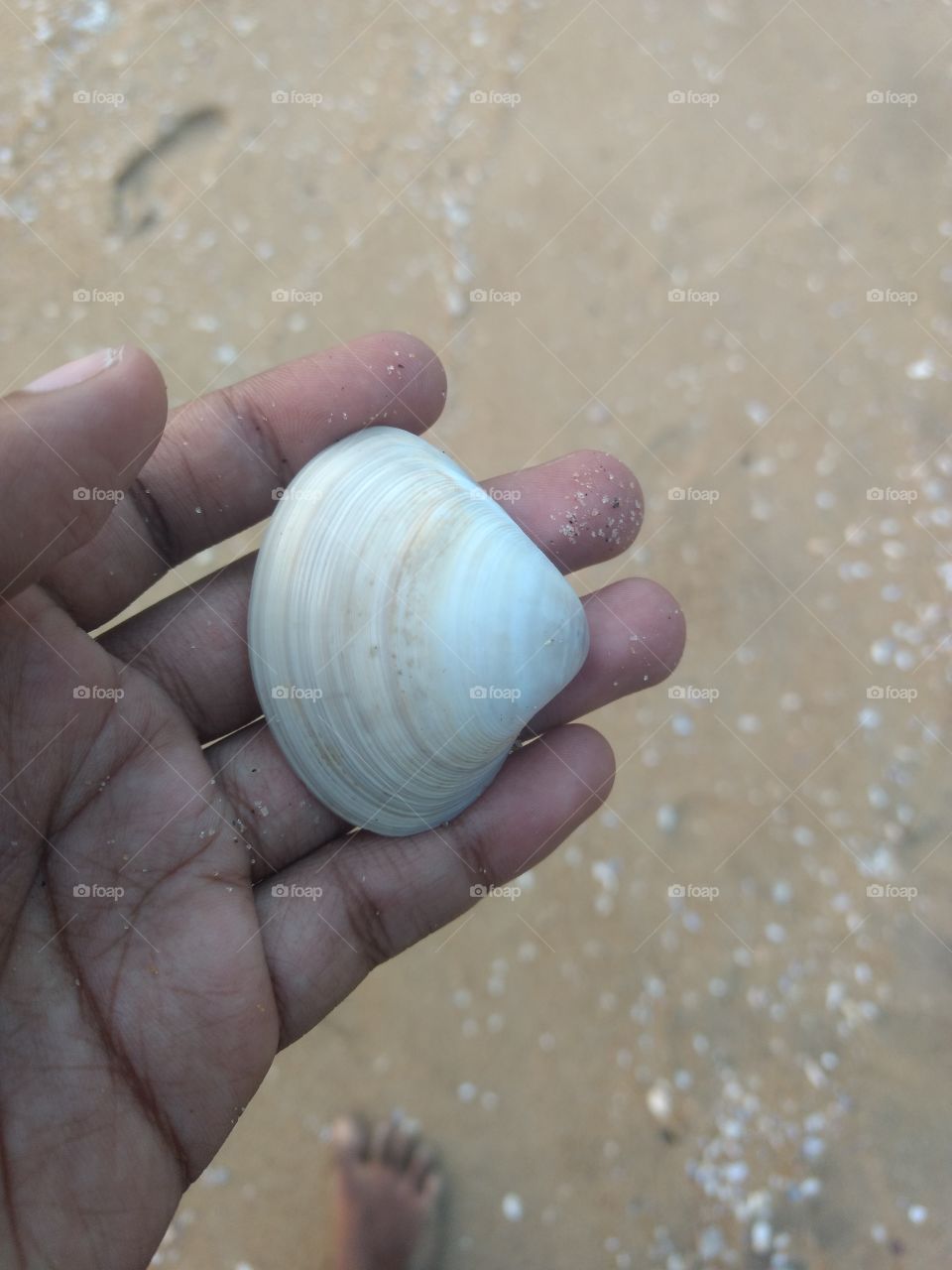 Sea Shell