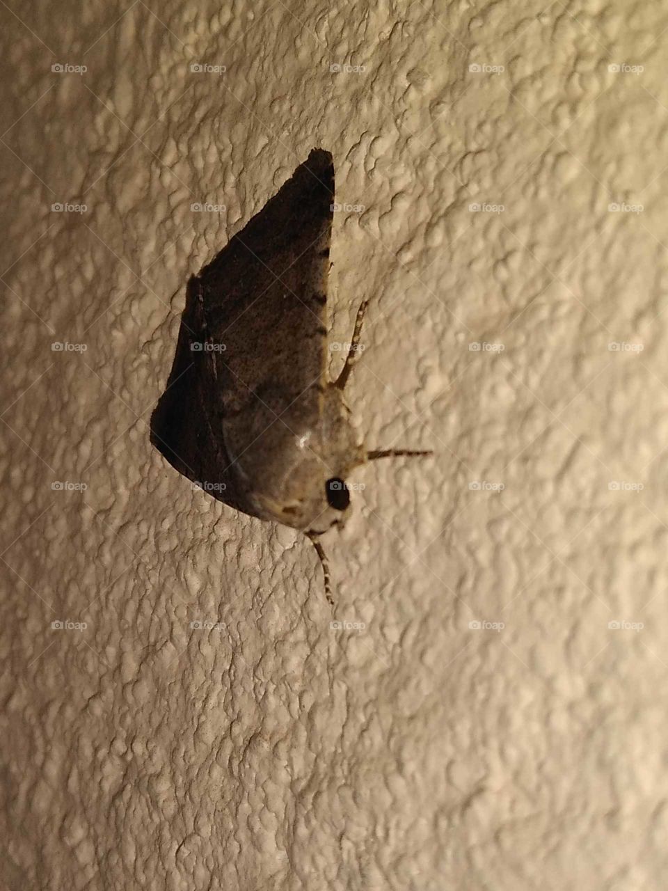 a moth on the wall