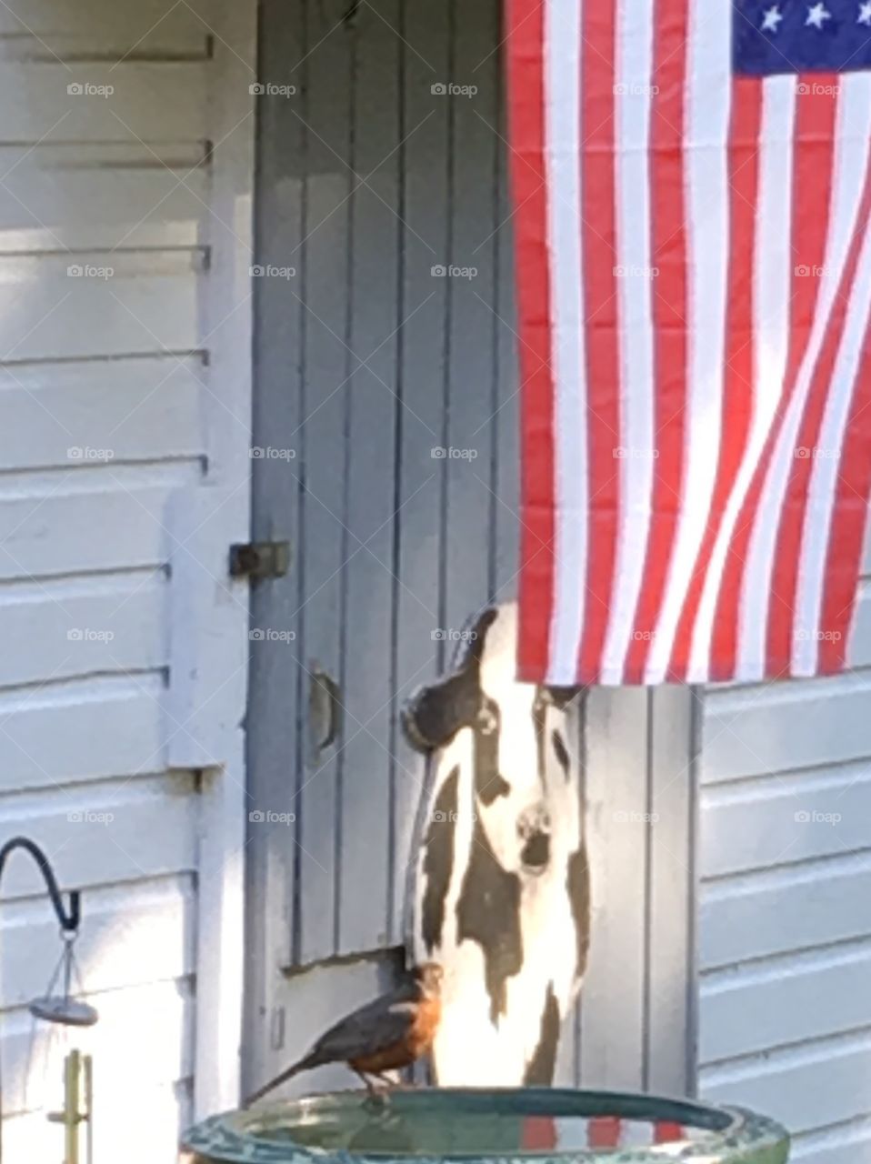 Birdbath reflecting American Flag🇺🇸hanging. Bird 🐦 on birdbath. Flag on shed.