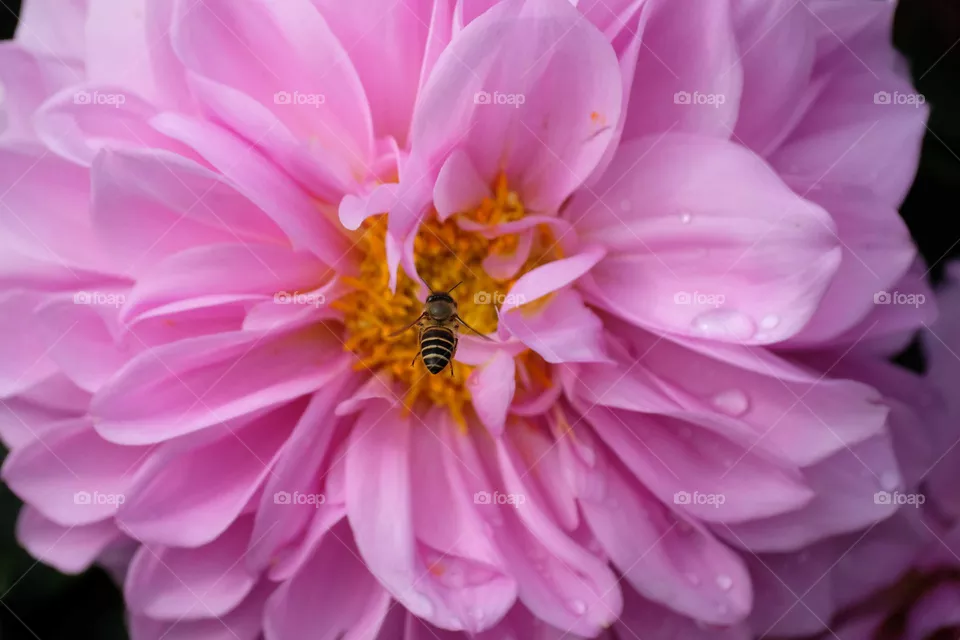 flyinf bee in the flower