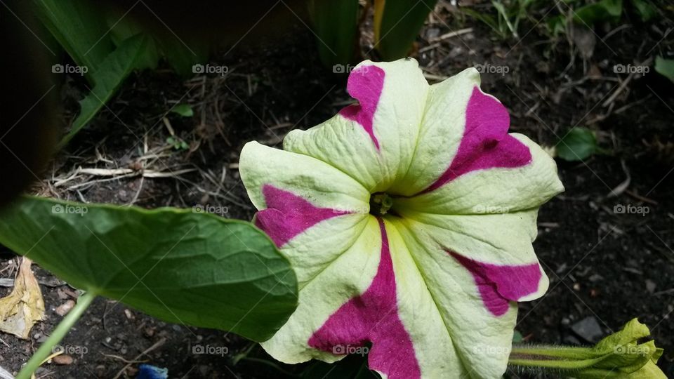 my first yellow petunia with pink hearts