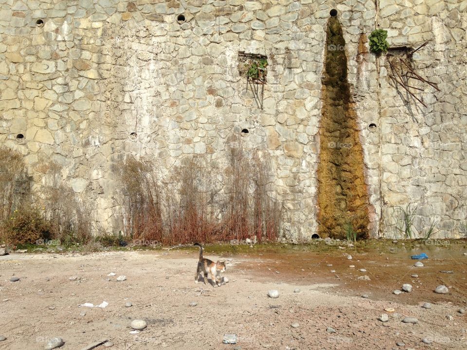 cat on the street