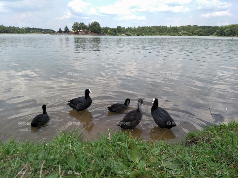 urban birds black 🖤 ducks family on a city lake shore