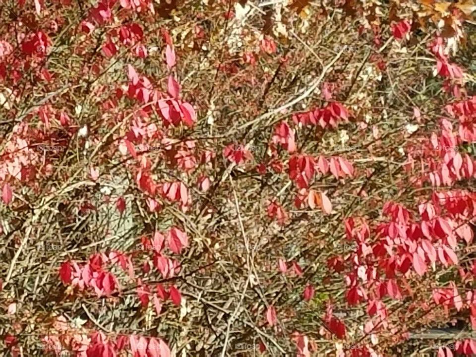burning bush, tree, autumn