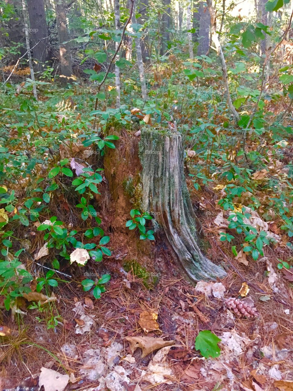 Potential fairy house 