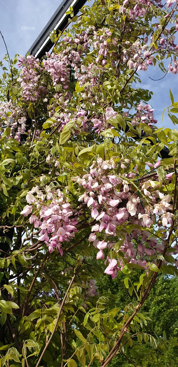 rose flowers