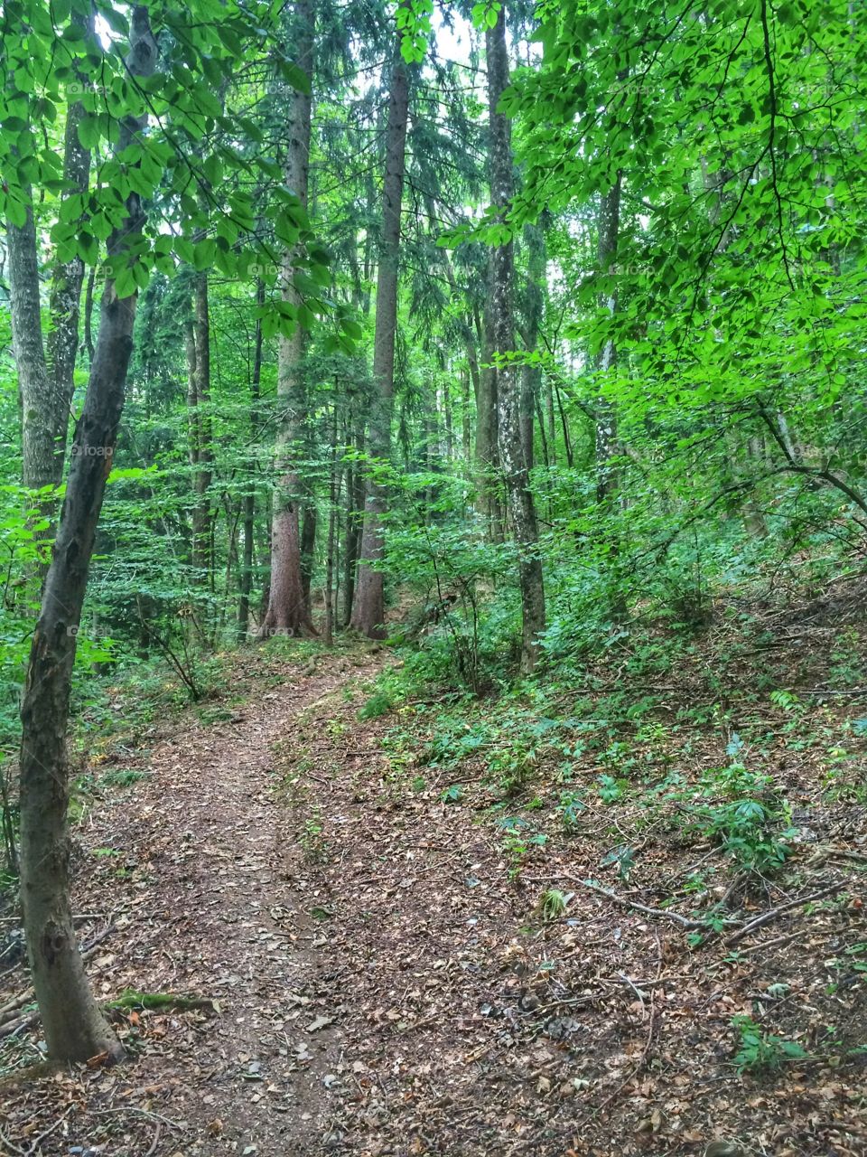 Mountain trail along the forest 