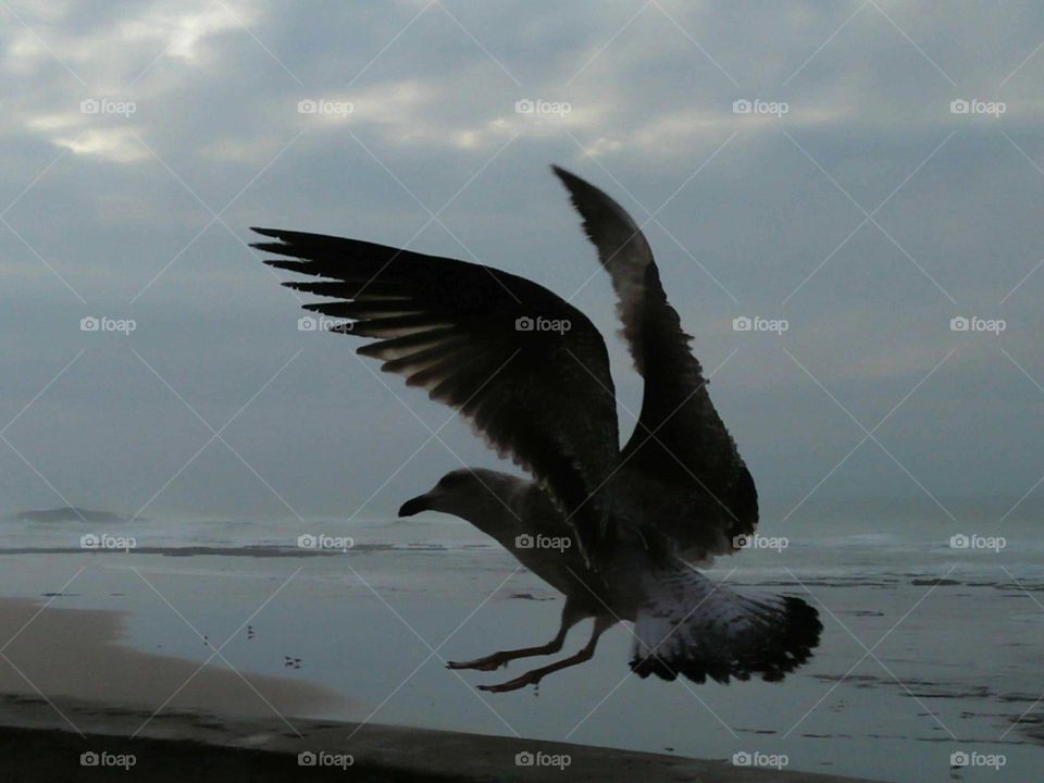 Beautiful flying of a seagull.