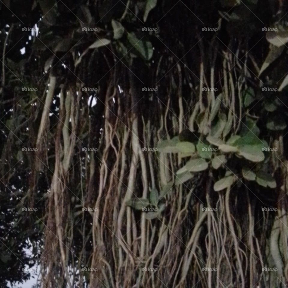 hanging roots of banyan