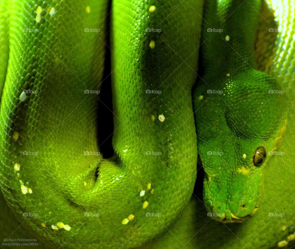 Emerald Boa