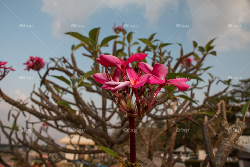 Blossom of frangipani flowers