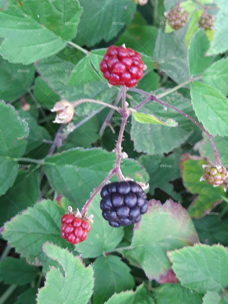 fruit