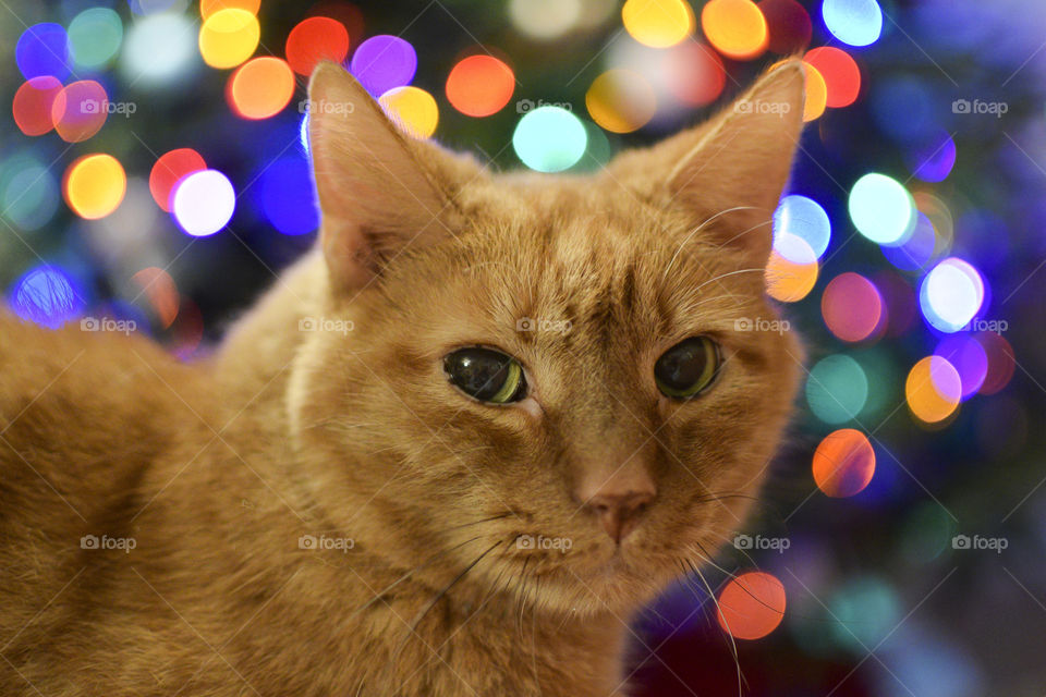 Close-up of cat looking at camera