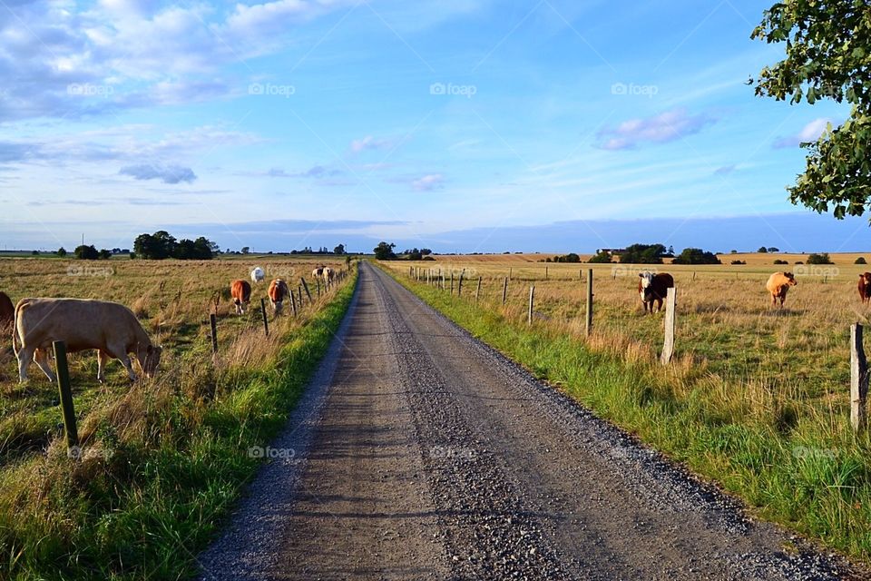 Beautiful landscape road